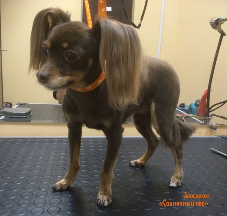 Чихуахуа флаффи