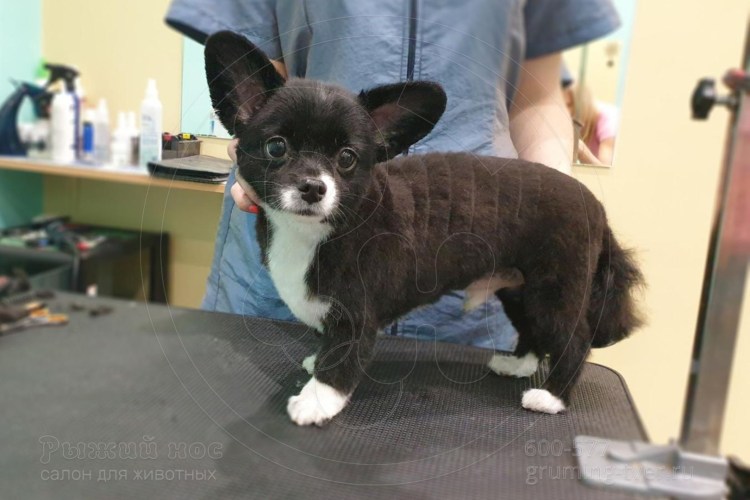 Стрижка собак чихуахуа
