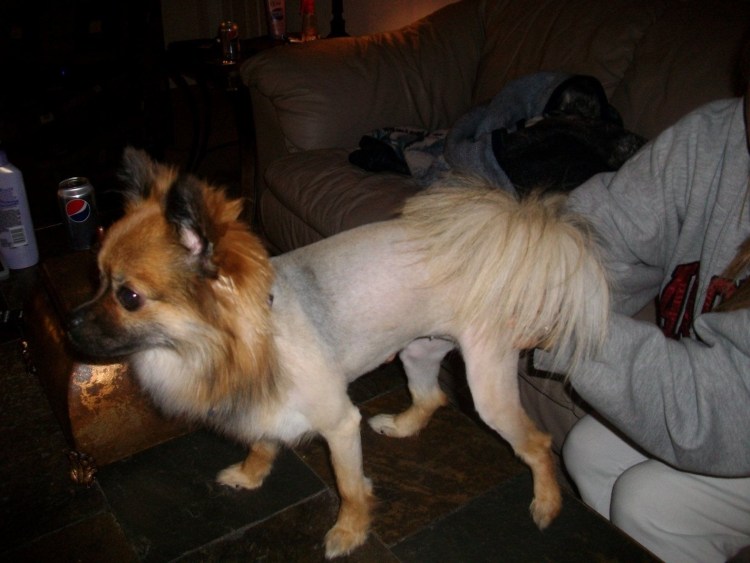 Груминг длинношерстного чихуахуа Pet Grooming