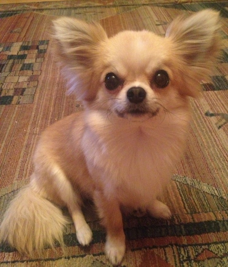 Папильон длинношерстный белый