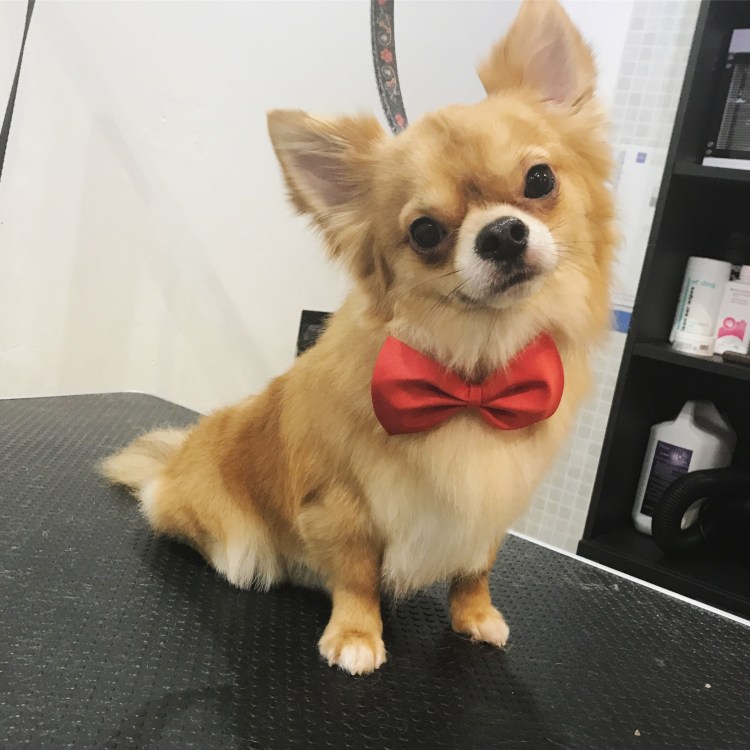 Чихуахуа после стрижки