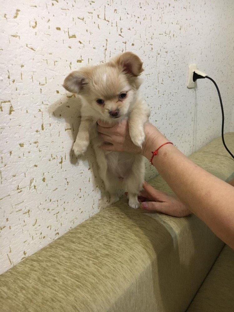 Стрижка чихуа длинношерстная