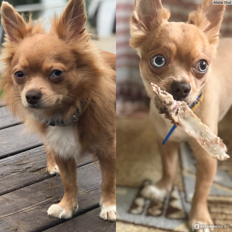 Замучили чихуа