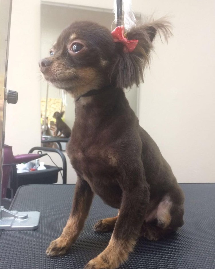 Груминг чихуахуа длинношерстных