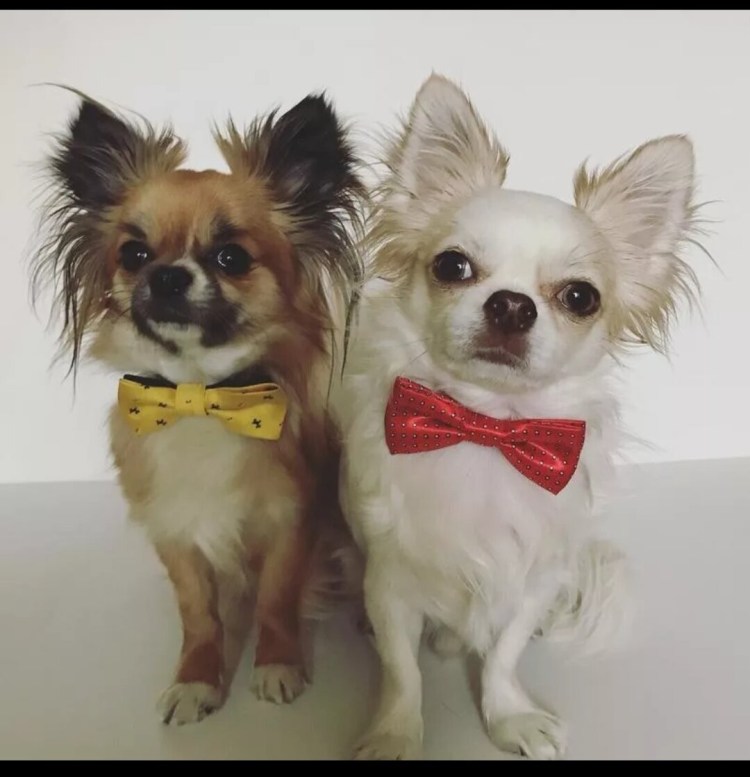 Стрижка чихуахуа длинношерстного