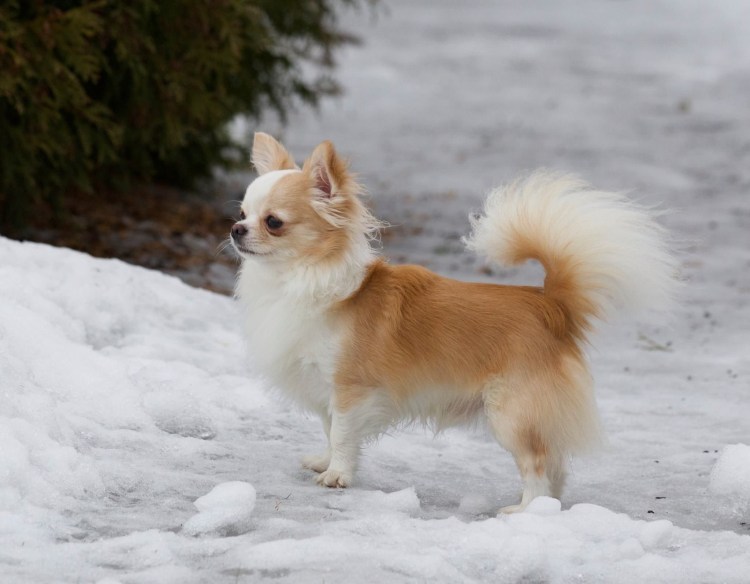 Чихуахуа черный длинношерстный надо ли стричь