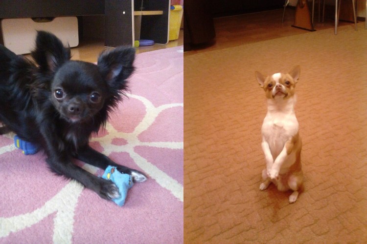 Стрижка чихов