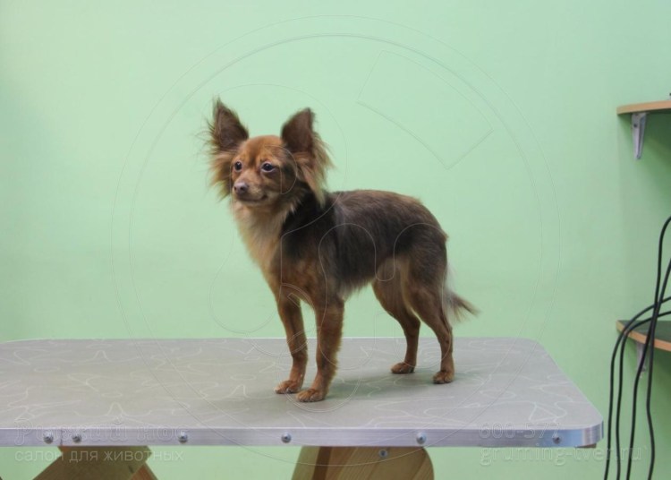 Чихуахуа стандарт пушистая