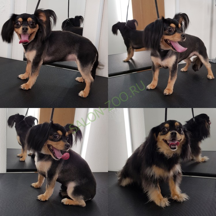 Malinikaia чихуахуа длинношерстная