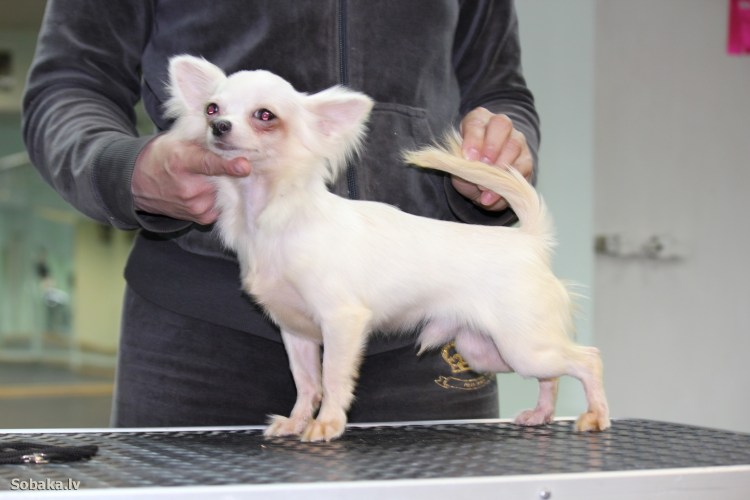 Стрижка чихуахуа длинношерстного