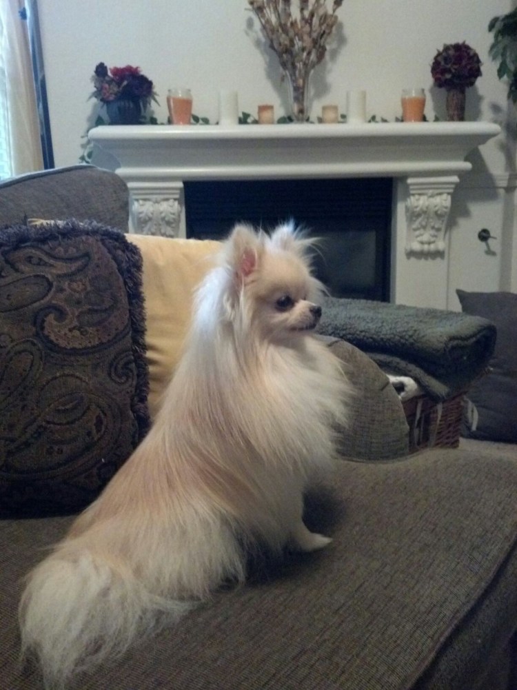 Щенки стандарт чихуахуа 2 мес