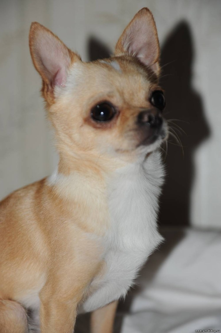 Груминг собак Новопеределкино