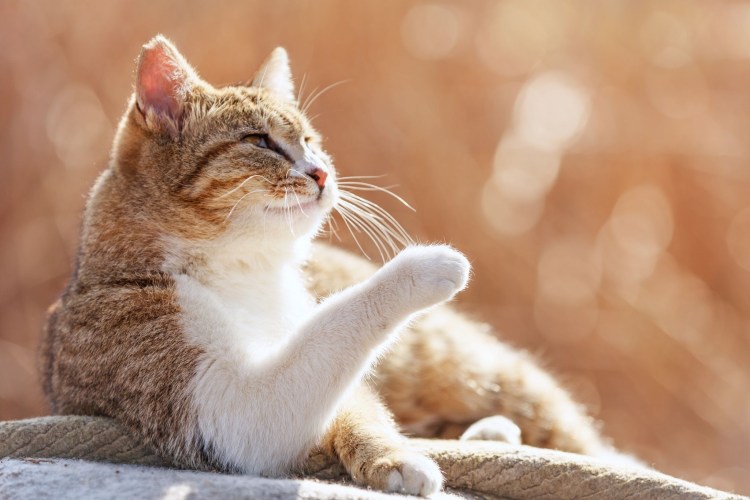 Кот потягивается на белом фоне