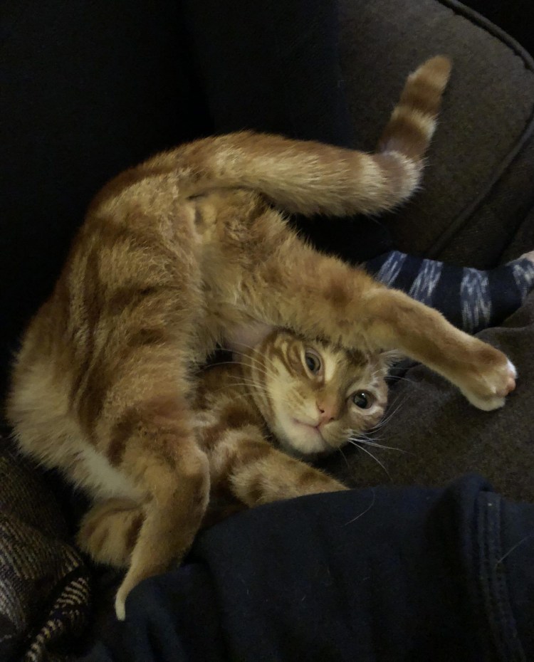 Котик тянется