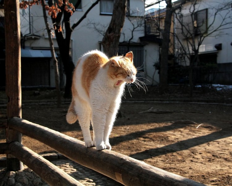 Кот на солнышке