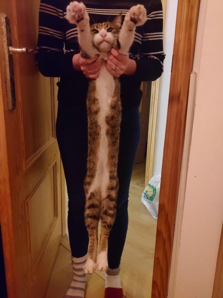 Рыжий кот Барсик