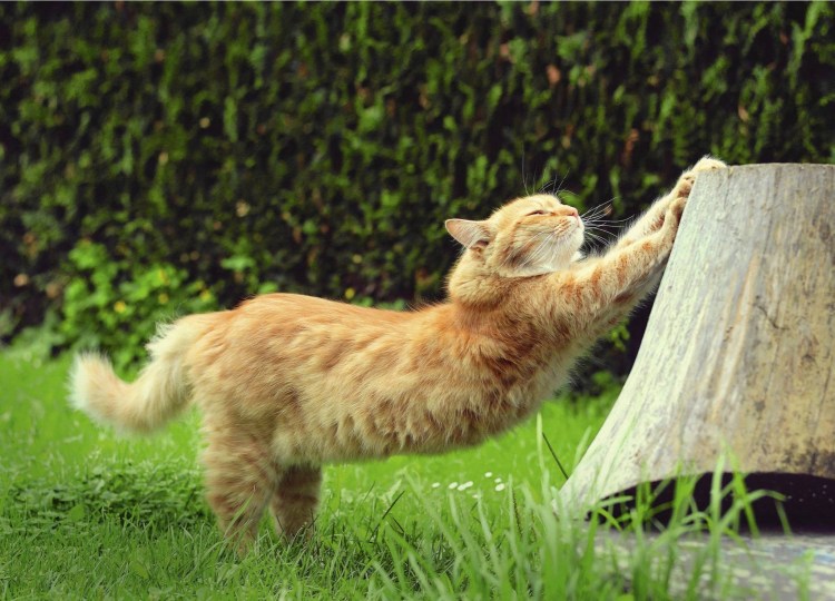 Рыжий кот потягивается