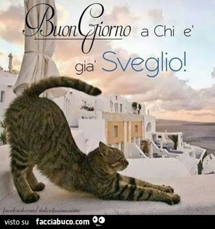 Равнодушная кошка