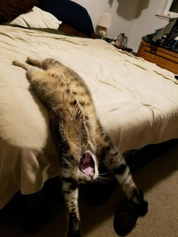 Танцующий кот