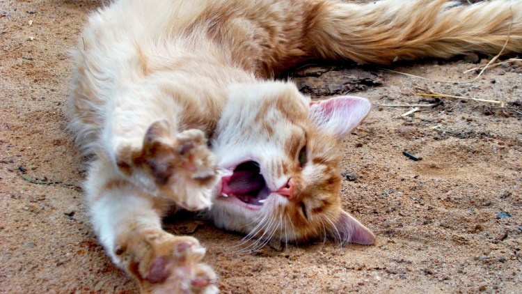 Кошачьи потягивания