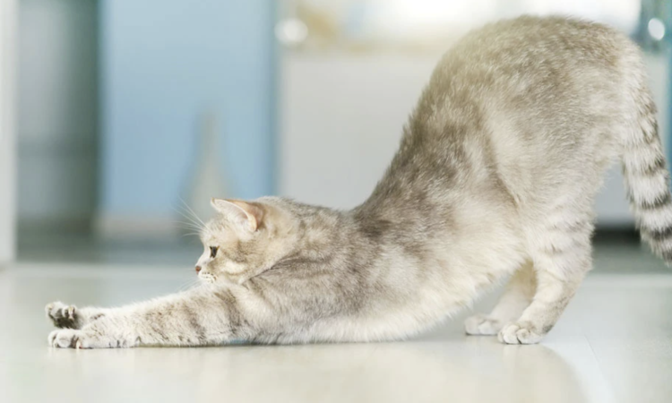 Кошка тянется