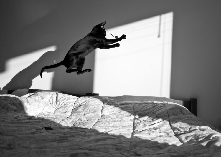 Коты тянутся