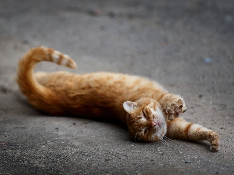 Кот потягивается