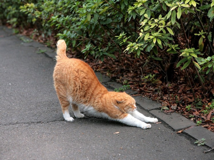 Рыжий кот потягивается