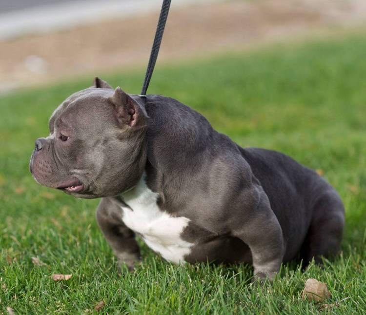 Американский булли Пульсар