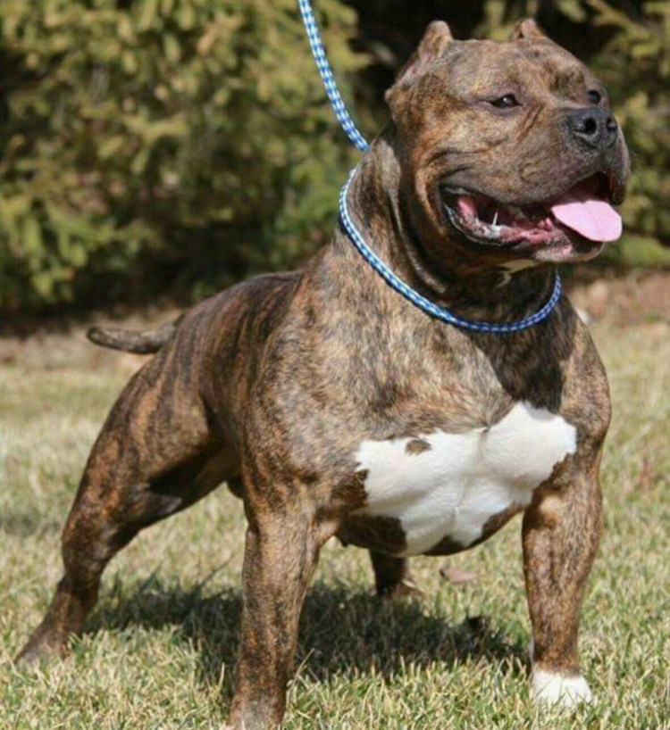 Американский булли и питбуль