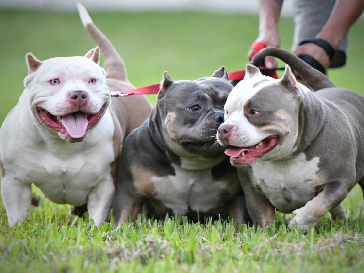 Американский булли стандарт