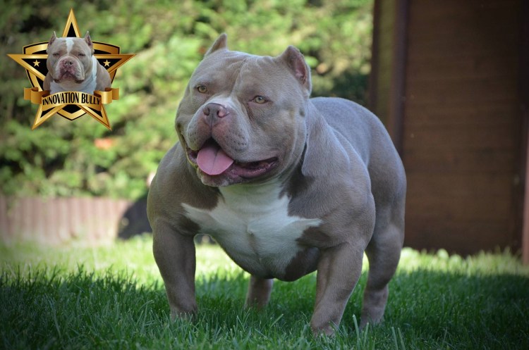 Стаффордширский терьер булли