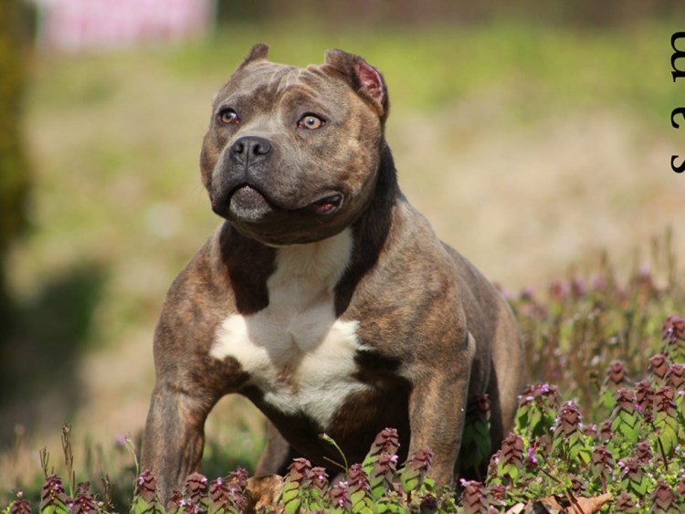 Стаффордширский терьер булли