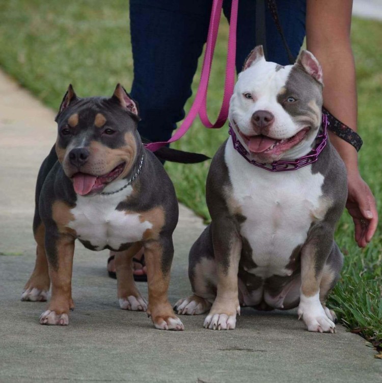 Американский бультерьер