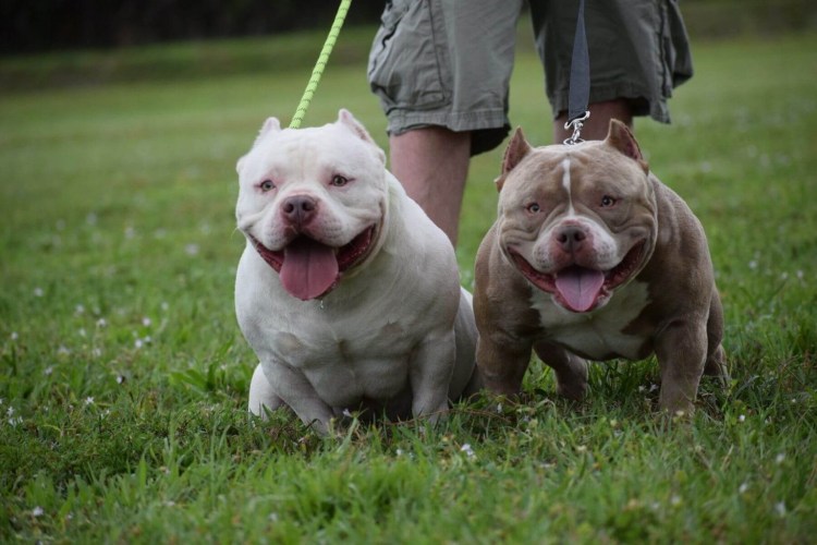 Стаффордширский терьер Мерль