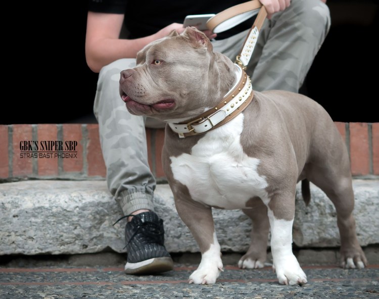 Американ булли покет