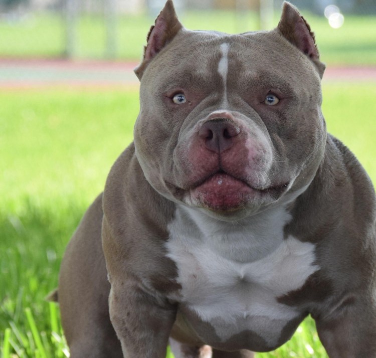 Американский булли пантера