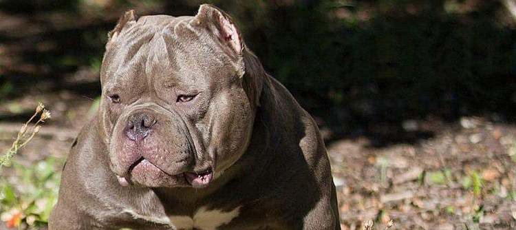 Стаффордширский терьер Мерль