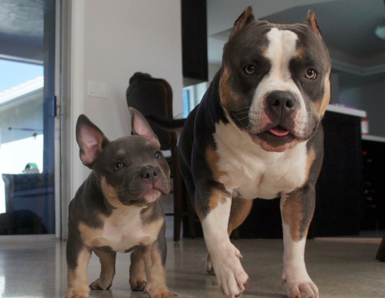 Американский булли палевый