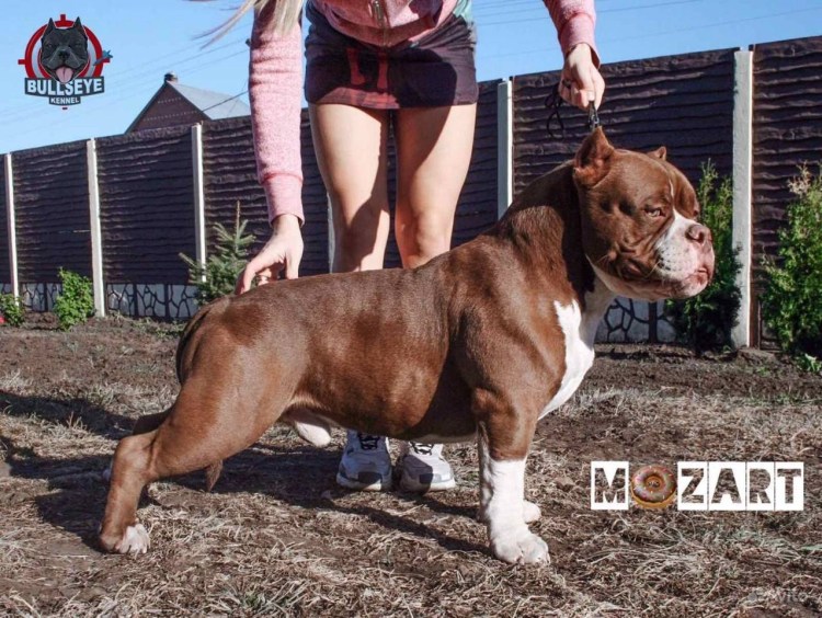 Булли собака стандарт