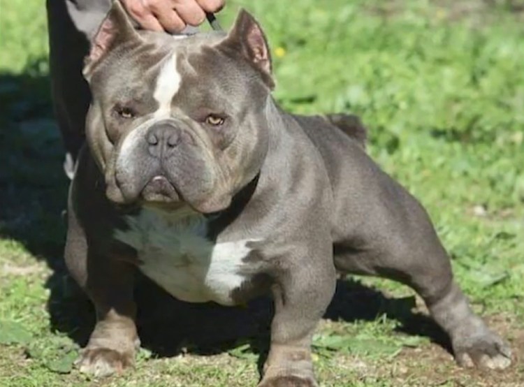 Американский булли экстрим