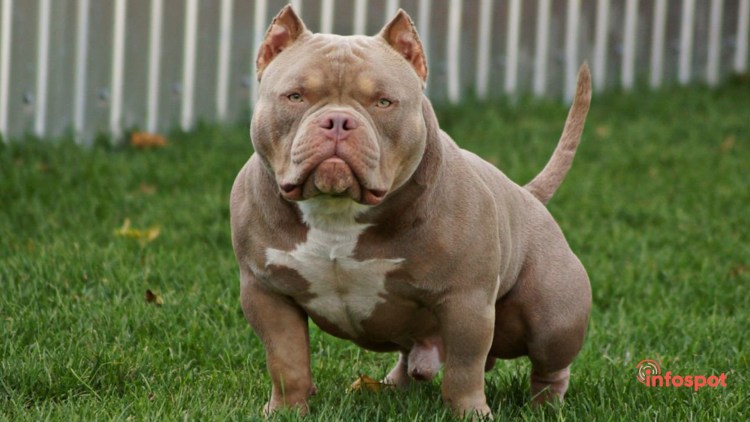 Мини стаффордширский терьер