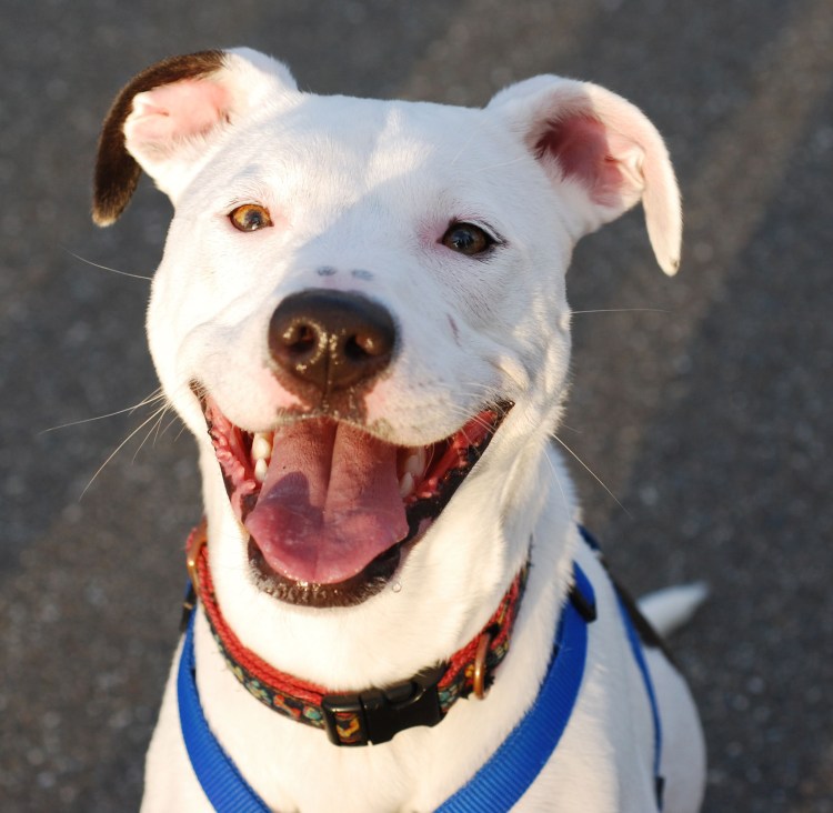 Pitbull and Bullterrier