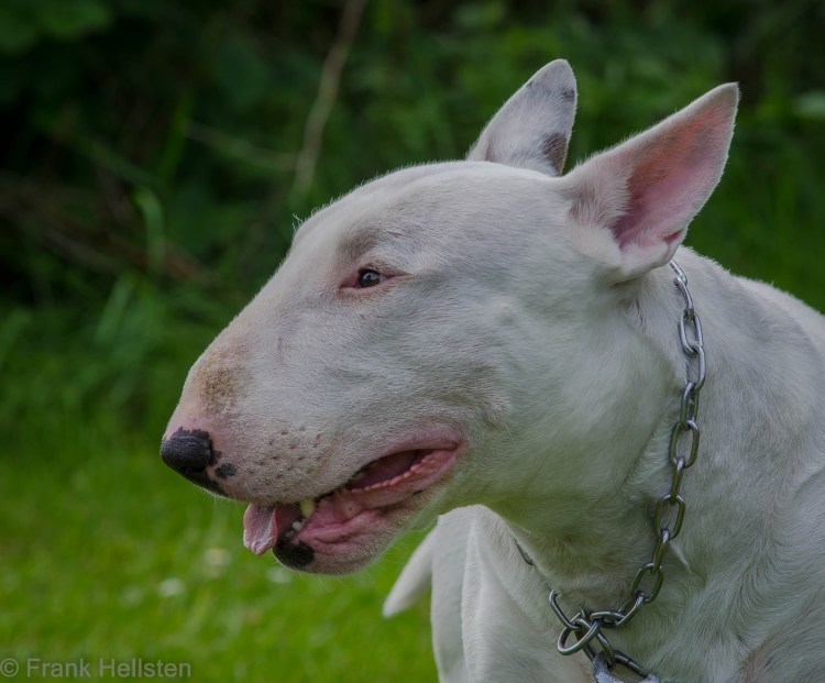 Бультерьер Хинкса