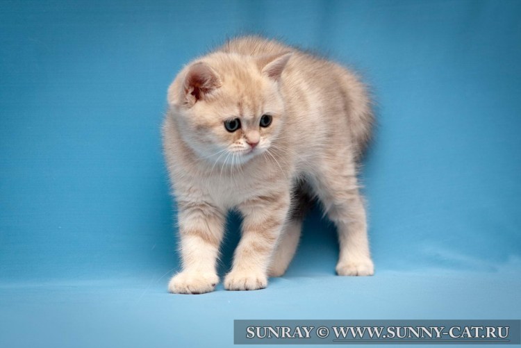 Голубо Золотая шиншилла кот