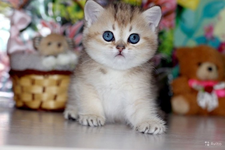 Шиншиловое пятно на золоте вислоушка