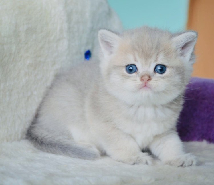 Британец трехцветный котенок