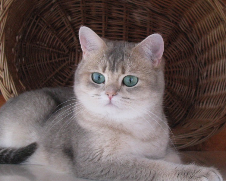 Золотые Шотландские котята