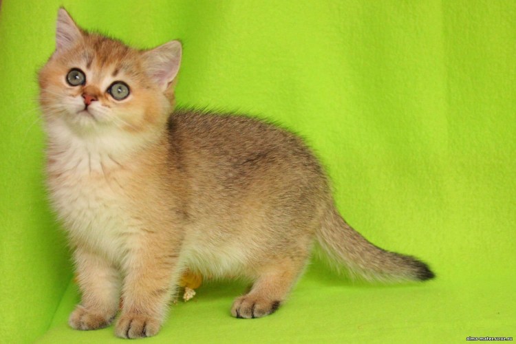 Тикированная шиншилла серебристая