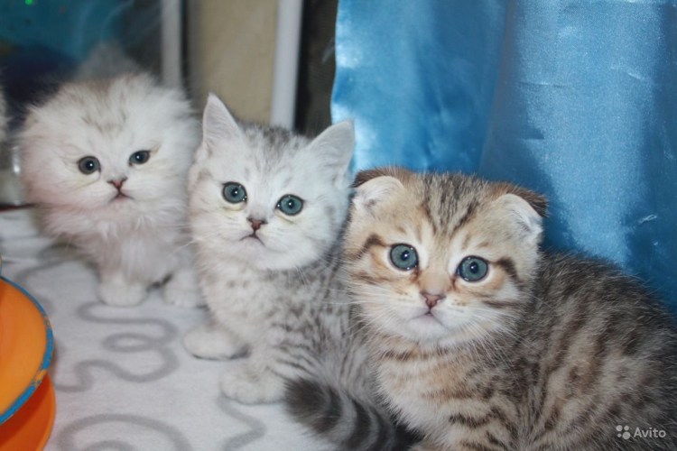 Шотландский котенок шиншилла на серебре